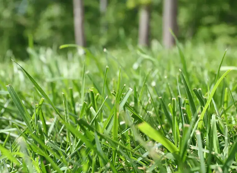 Types of Grass in Florida