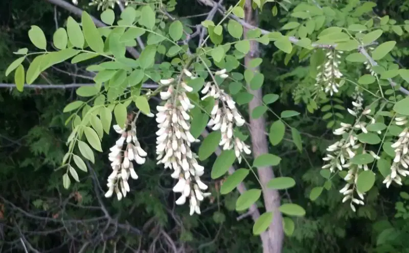 White Wildflowers