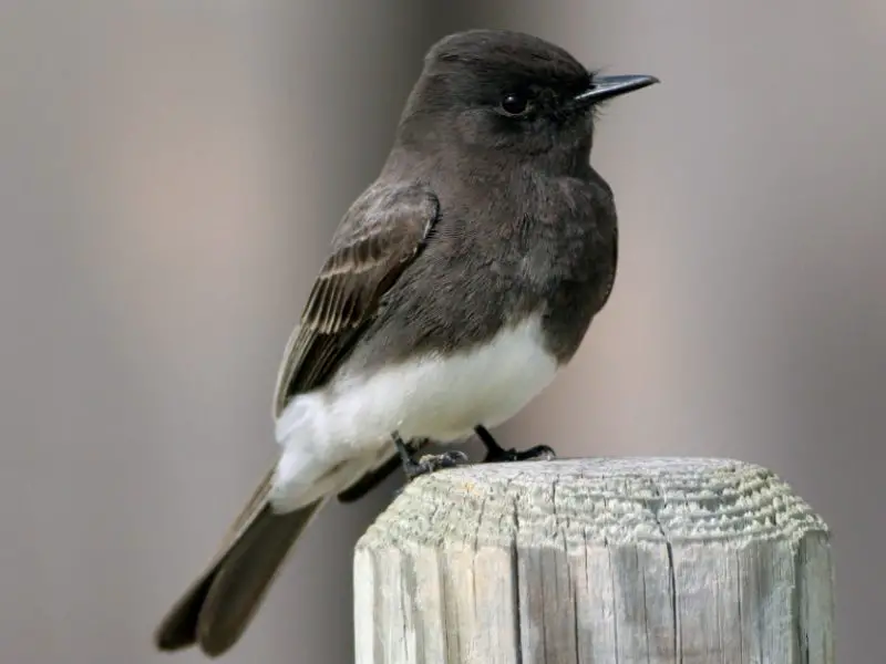 Black Bird with White Belly