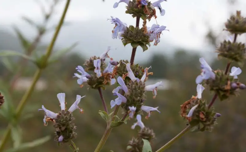 White Wildflowers