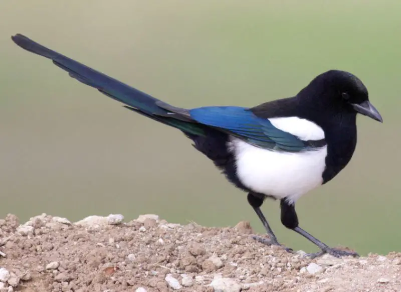 Black Bird with White Belly