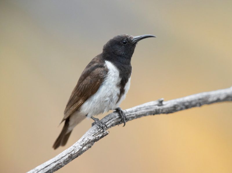 Black Bird with White Belly