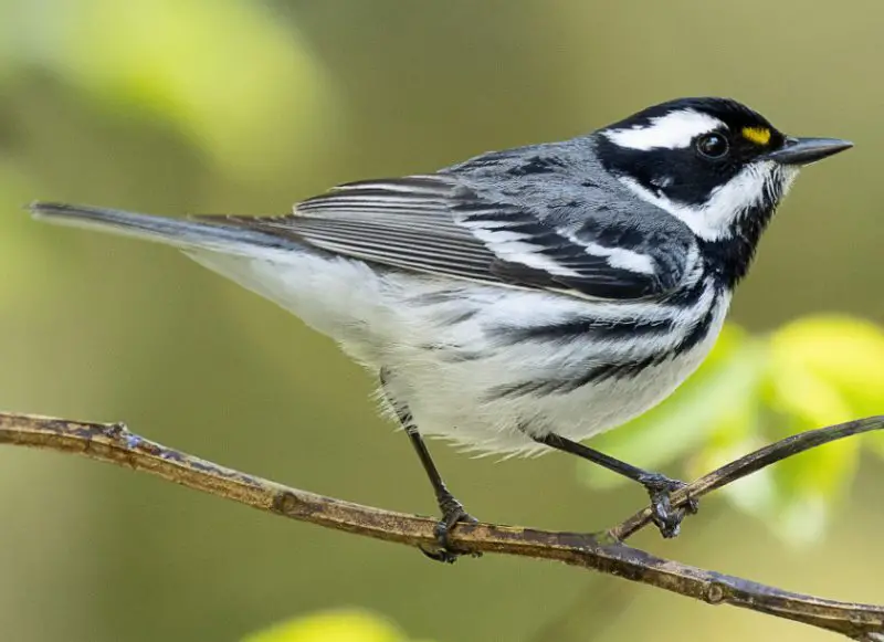 Black Bird with White Belly