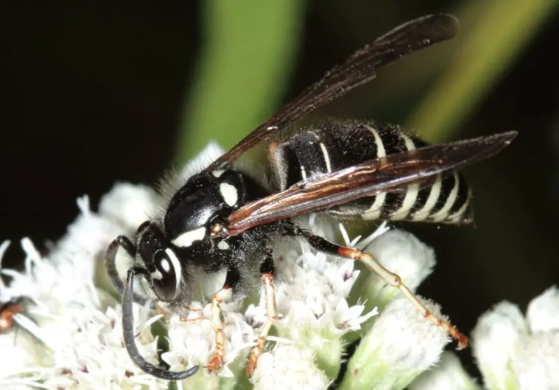 black with white striped wasp