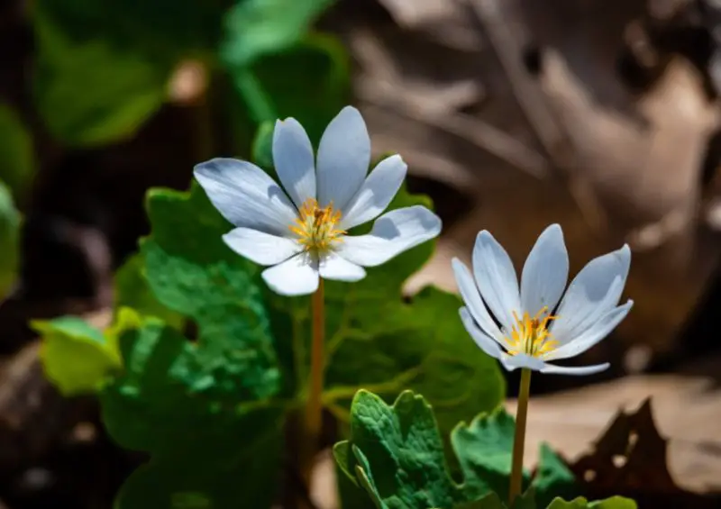 White Wildflowers