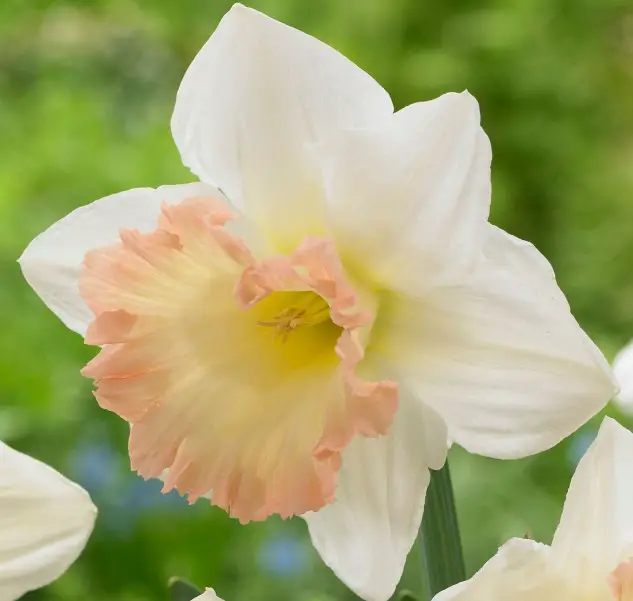 Pink Daffodils