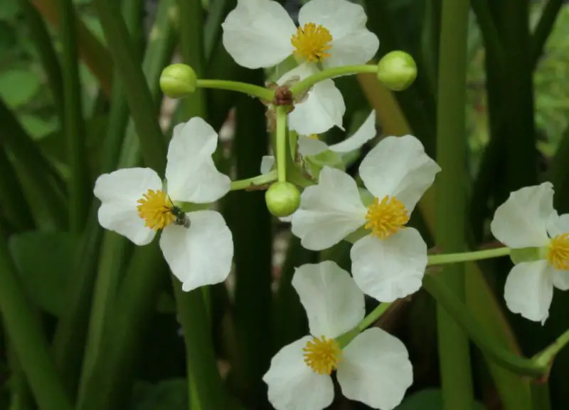 White Wildflowers