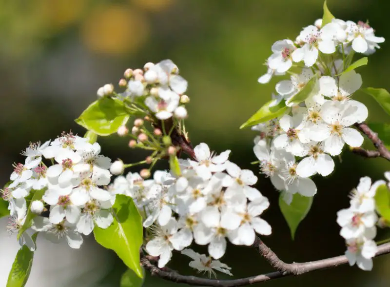 White Wildflowers