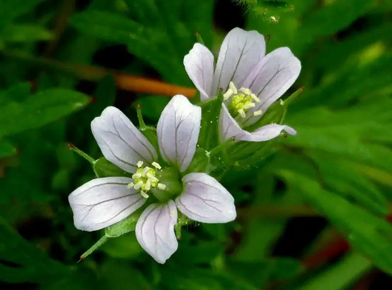 White Wildflowers