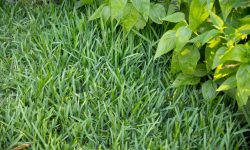 10 Types of Grass in Florida with Pictures and Names