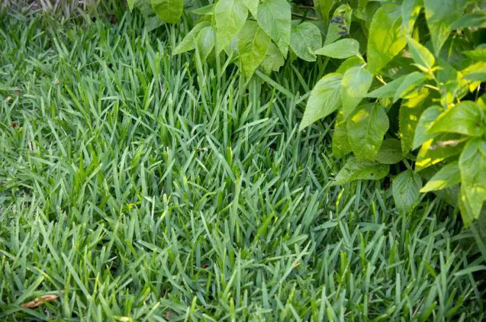 Types of Grass in Florida