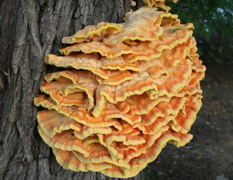 Florida Mushrooms