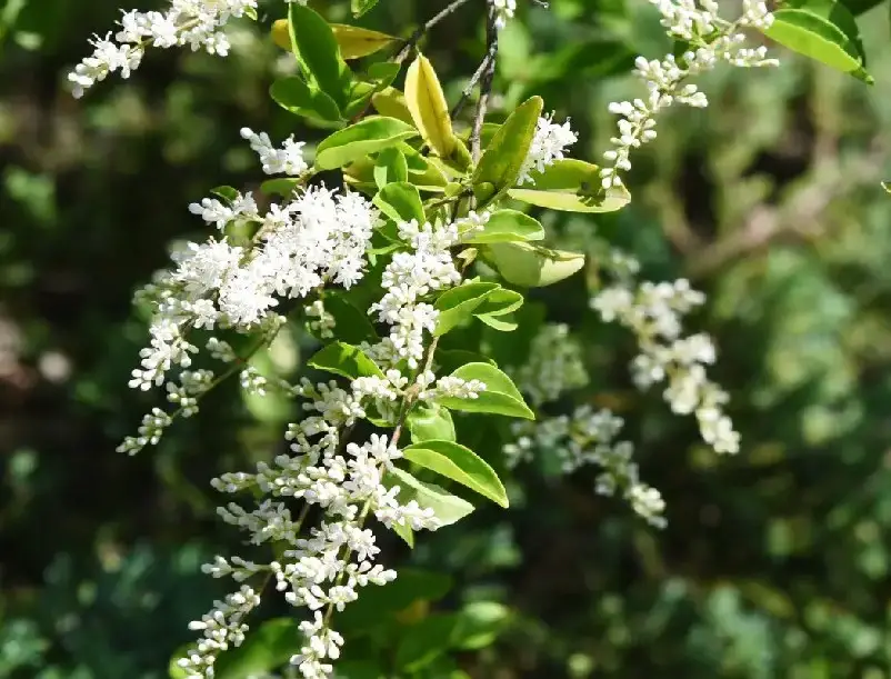 White Wildflowers