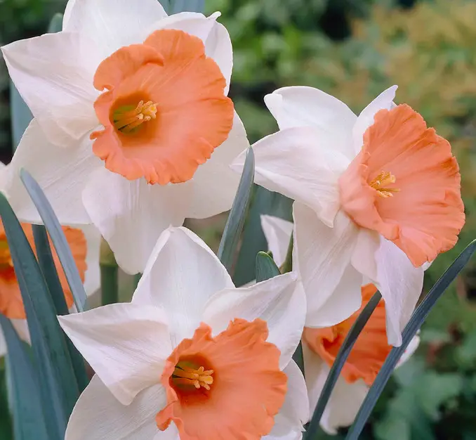 Pink Daffodils