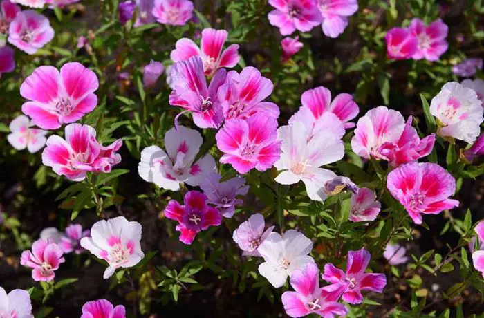 Bell-Shaped Flowers