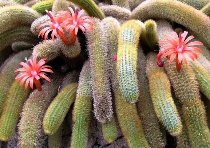 Succulent With Pink Flowers