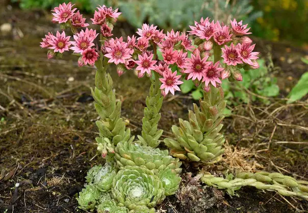 Succulent With Pink Flowers
