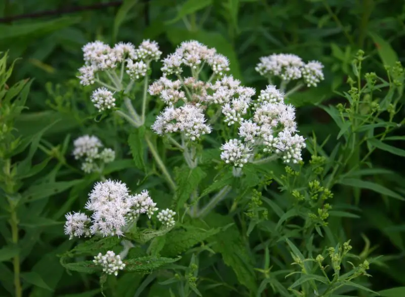 White Wildflowers