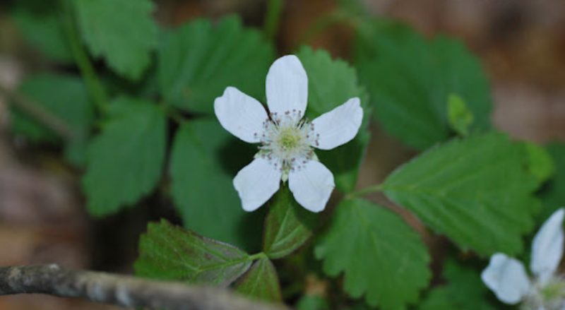 White Wildflowers