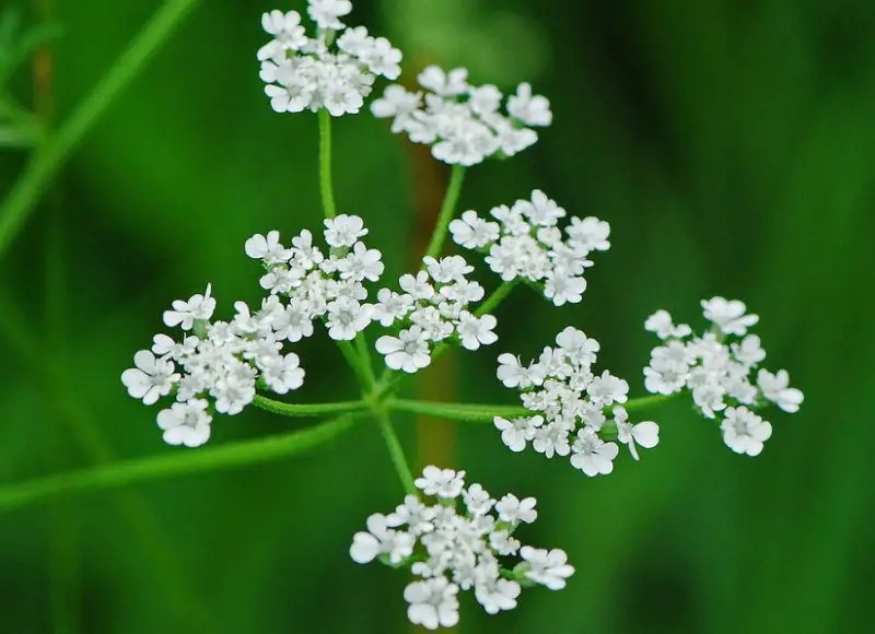 White Wildflowers