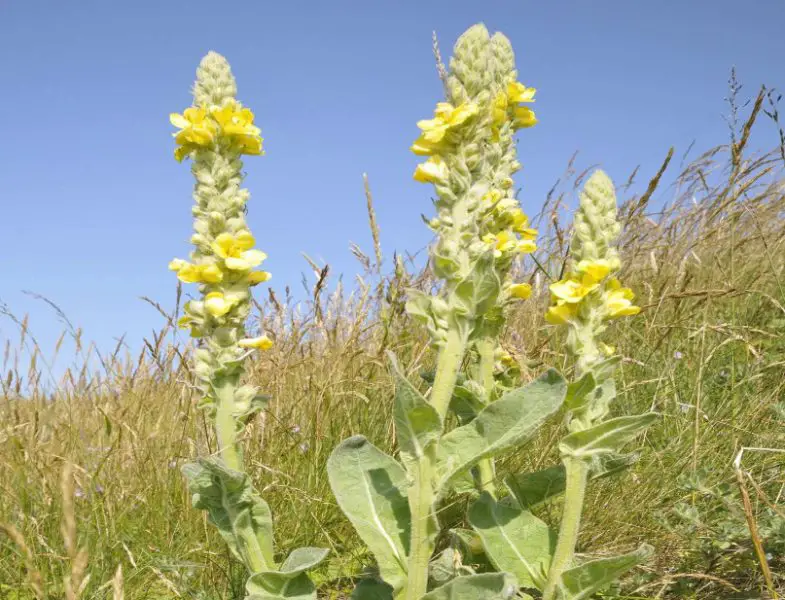 26 Types of Yellow Flowers in Texas with Pictures and Info