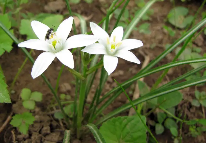 White Wildflowers