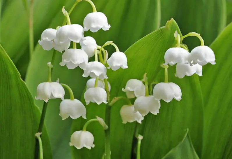 Bell-Shaped Flowers