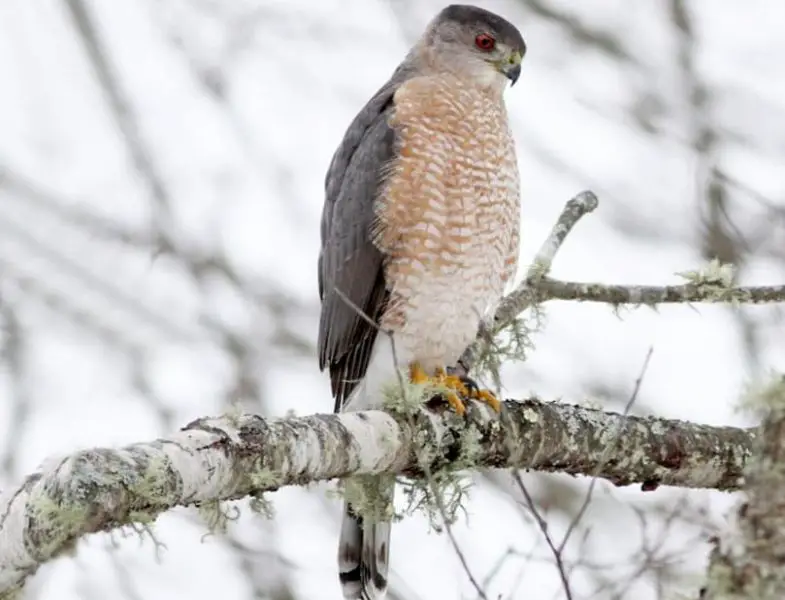 Birds in Georgia