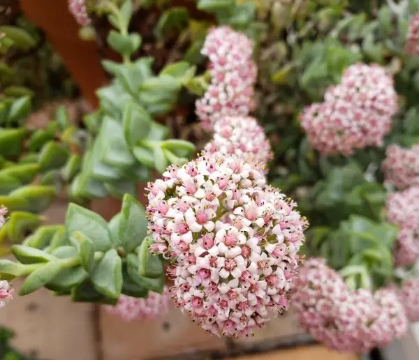 Succulent With Pink Flowers