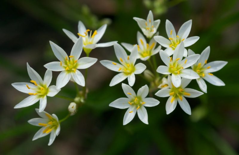 White Wildflowers