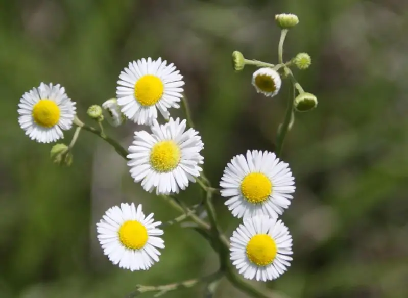 White Wildflowers