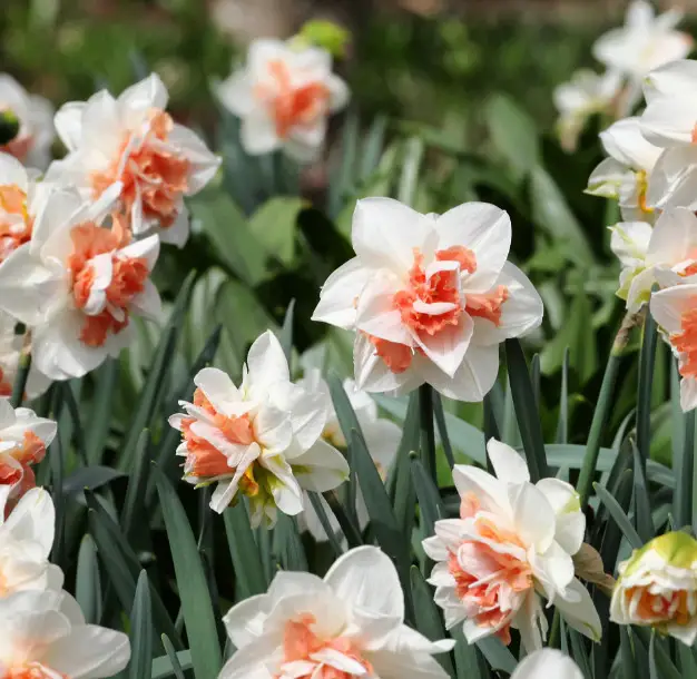 Pink Daffodils