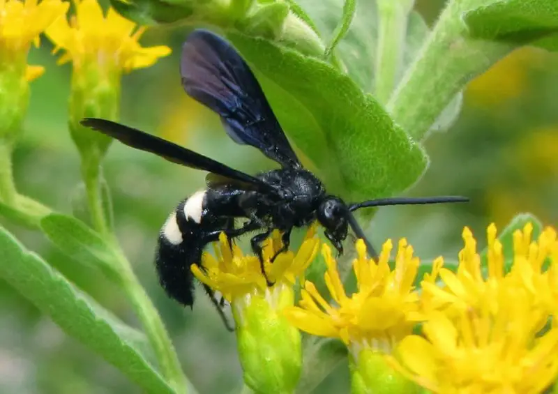 black with white striped wasp