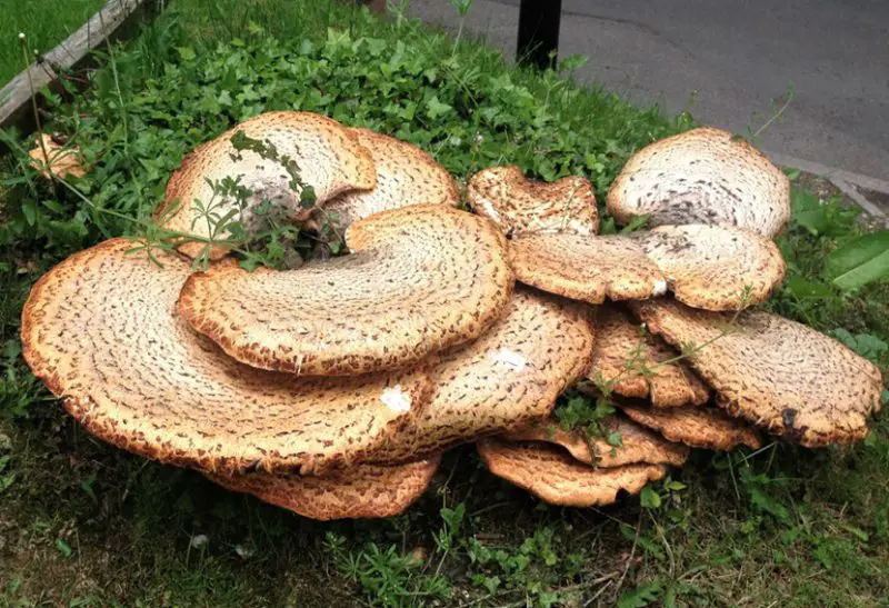 Florida Mushrooms