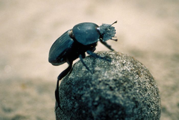 Beetles in Ohio