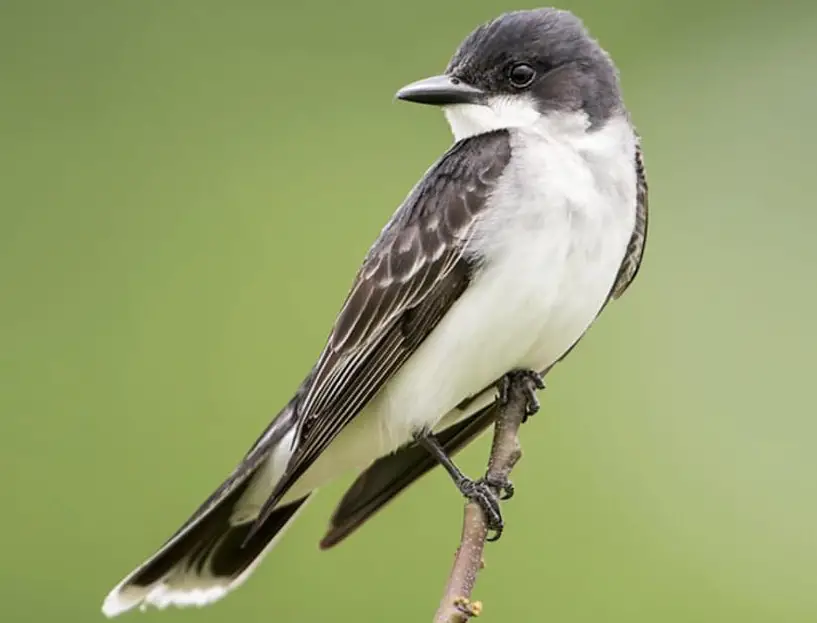 Black Bird with White Belly