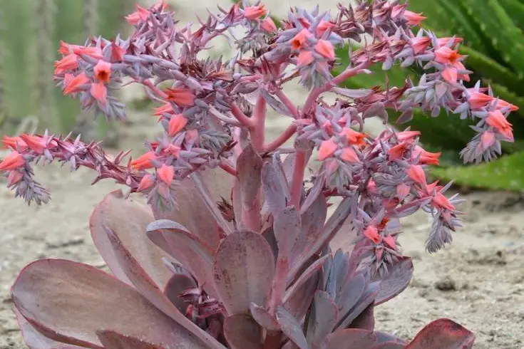 Succulent With Pink Flowers