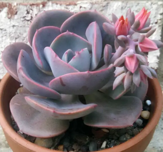 Succulent With Pink Flowers