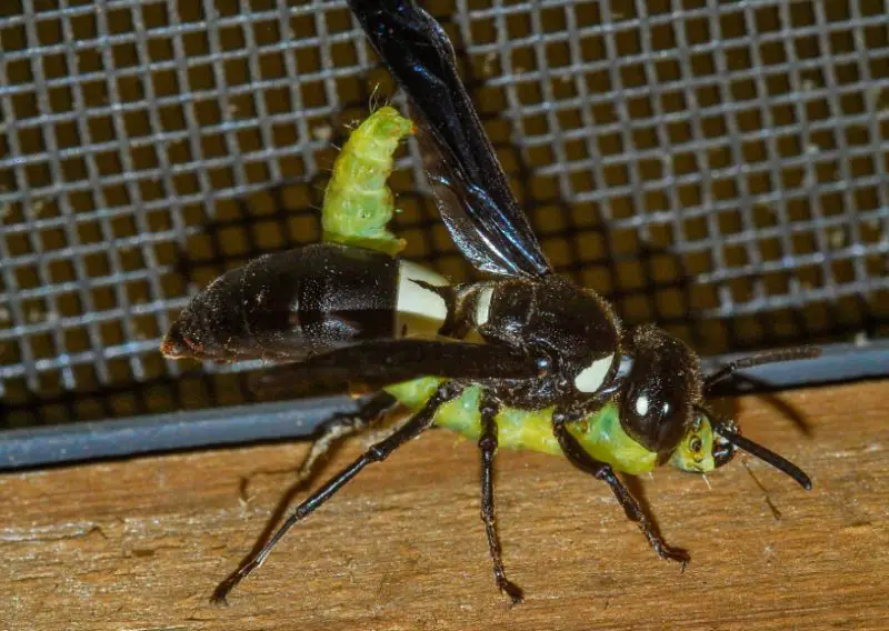 black with white striped wasp