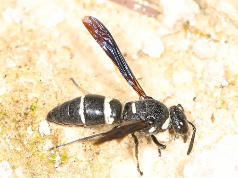 black with white striped wasp