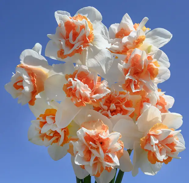 Pink Daffodils