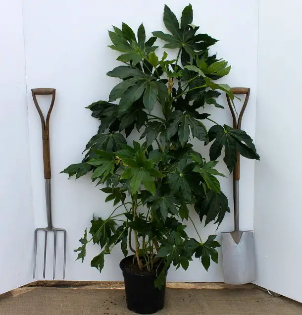Best Large Indoor Plants