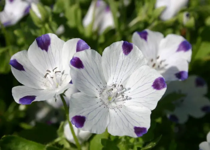 Purple and White Flowers