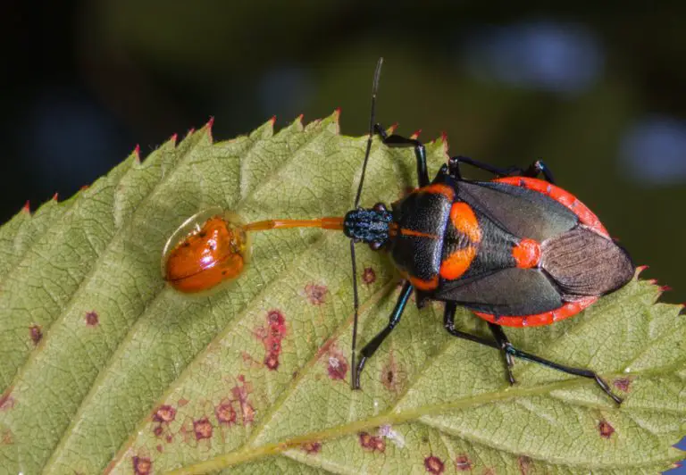 32 Types of Bugs in Florida with Pictures and Identification