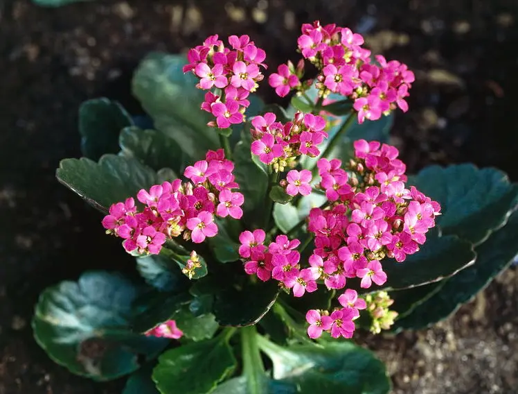 Succulent With Pink Flowers