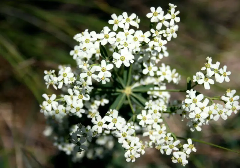 White Wildflowers