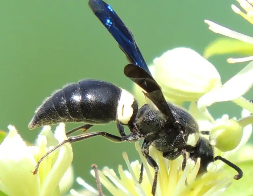 black with white striped wasp