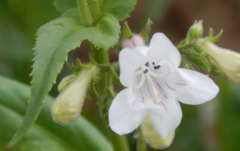 White Wildflowers