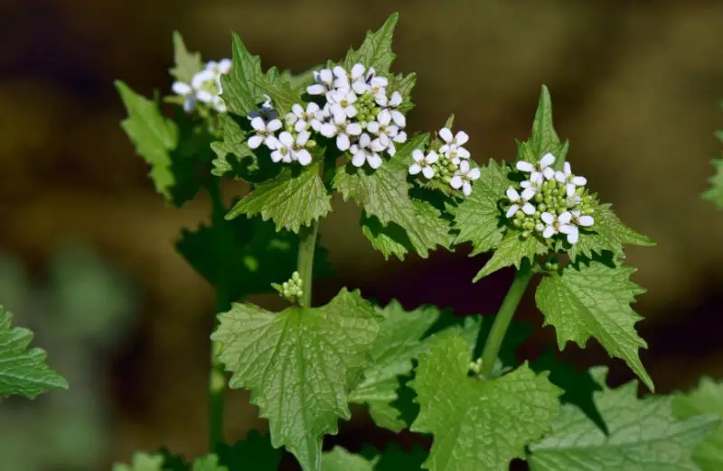 White Wildflowers