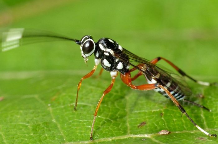 black with white striped wasp